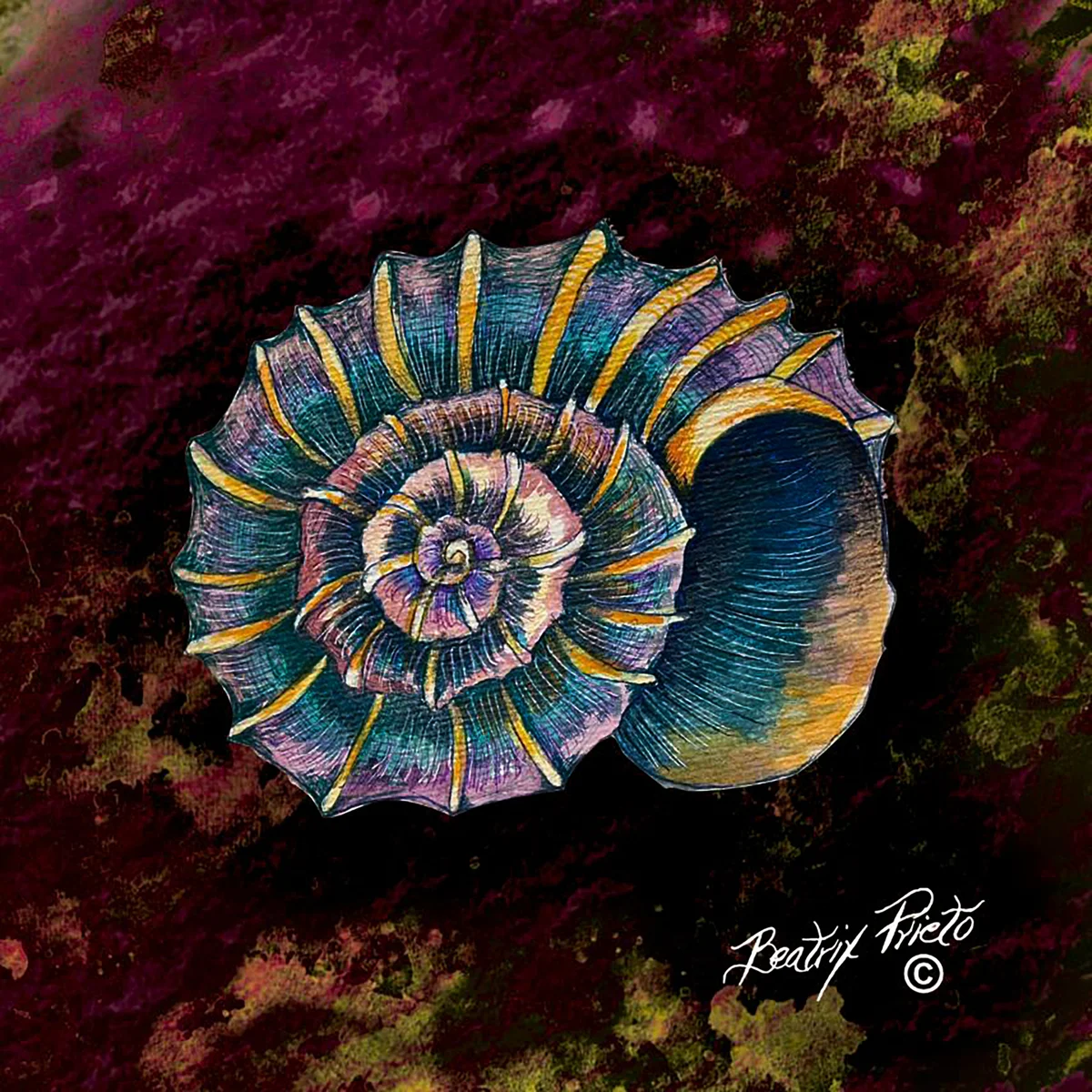 Peces Concha anillada