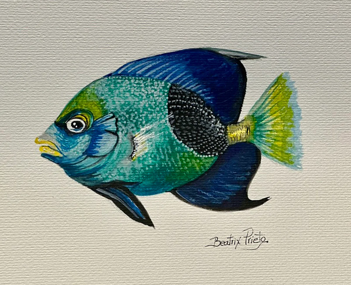 Serie Peces Azul Costa Rica