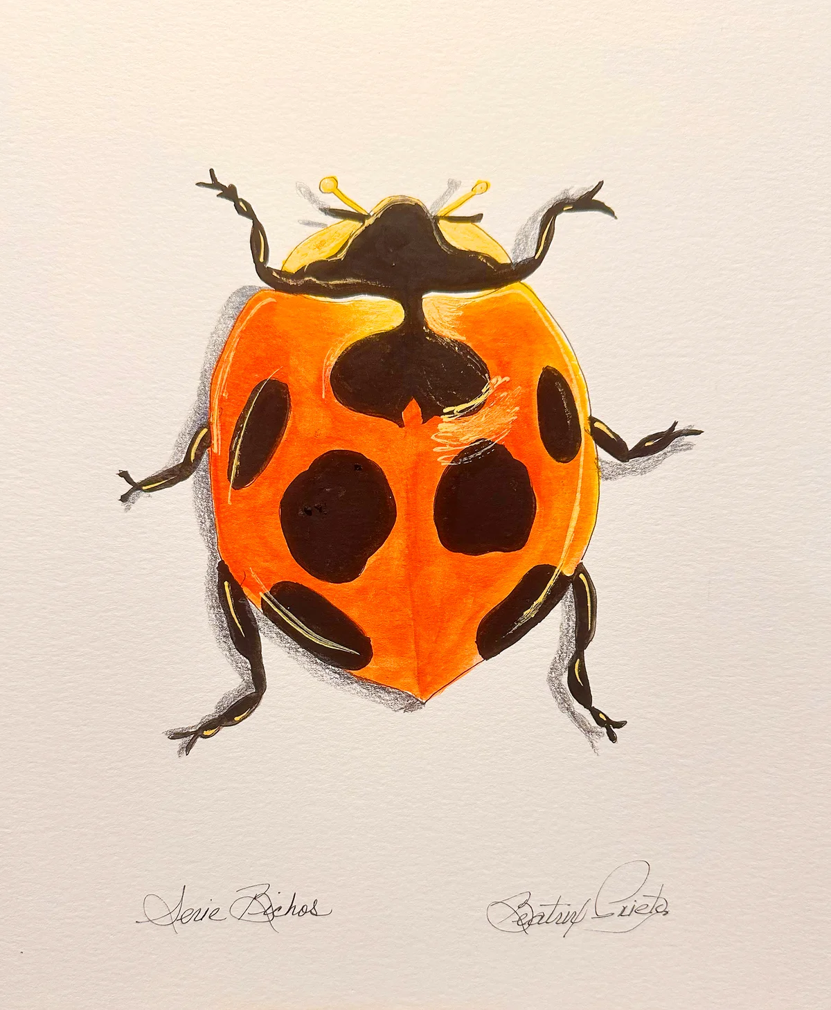 Bichos Catarina roja