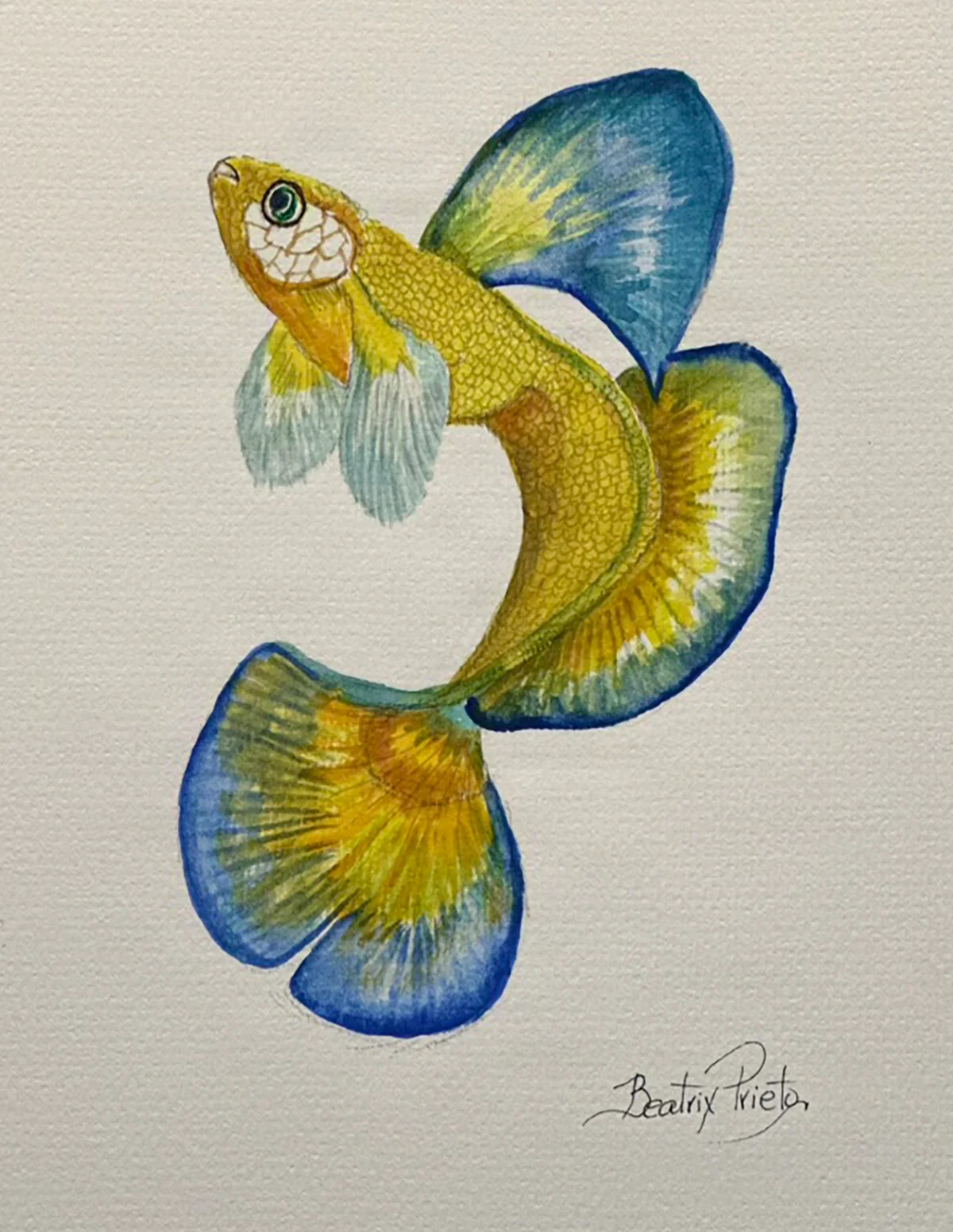 Serie Peces Pez Guppy