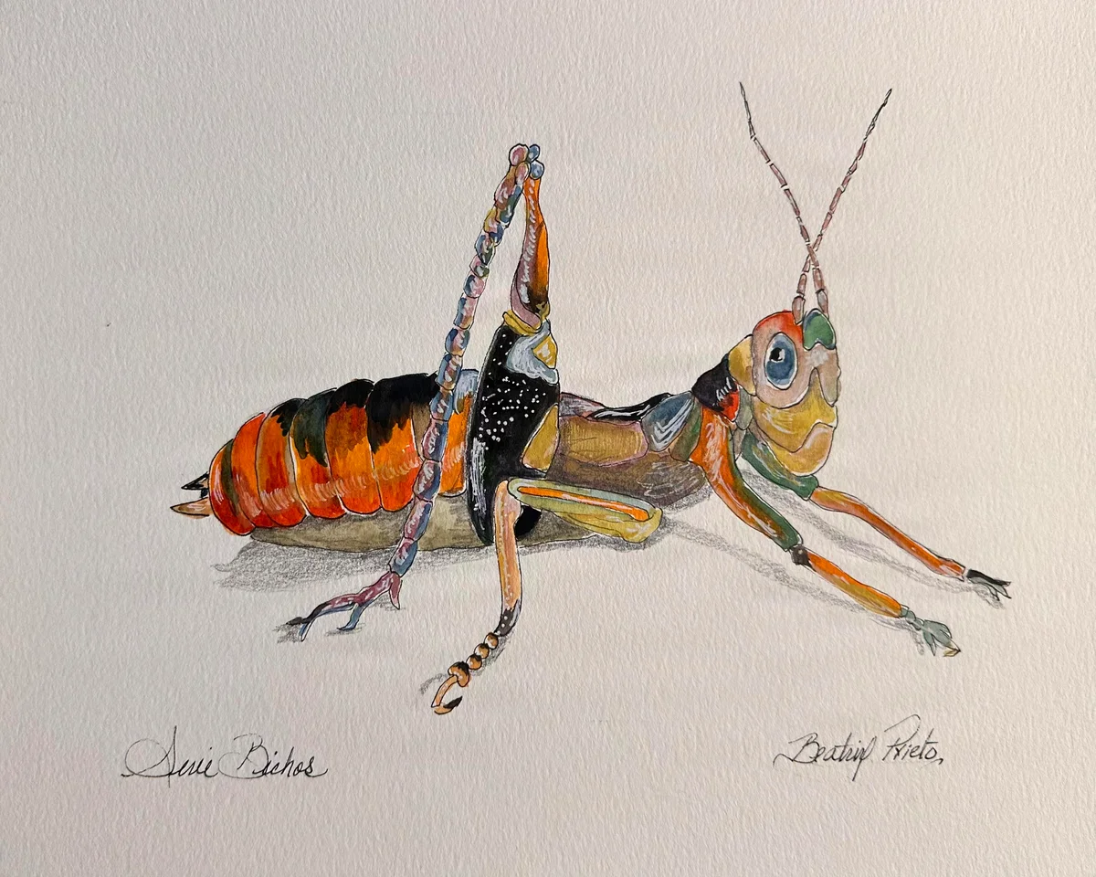 Bichos. Escarabajo Goliat